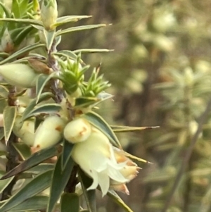 Melichrus urceolatus at Kambah, ACT - 17 Aug 2024