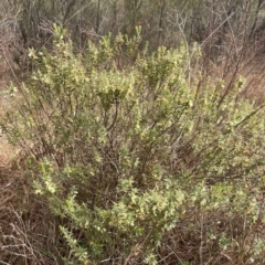 Melichrus urceolatus at Kambah, ACT - 17 Aug 2024 09:40 AM