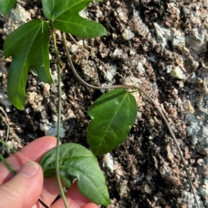 Passiflora aurantia at Yuruga, QLD - 17 Aug 2024