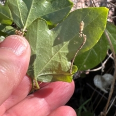 Passiflora aurantia at Yuruga, QLD - 17 Aug 2024