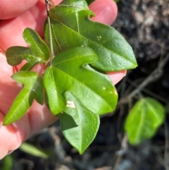 Passiflora aurantia at Yuruga, QLD - 17 Aug 2024