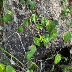 Passiflora aurantia at Yuruga, QLD - 17 Aug 2024