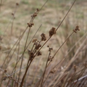 Juncus australis at Kambah, ACT - 17 Aug 2024