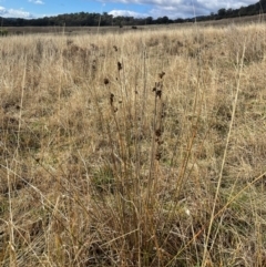 Juncus australis at Kambah, ACT - 17 Aug 2024