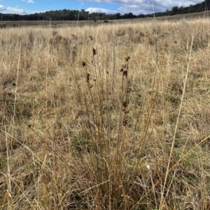 Juncus australis at Kambah, ACT - 17 Aug 2024