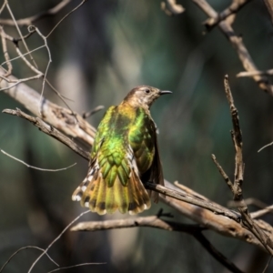 Chrysococcyx lucidus at Pialligo, ACT - 16 Aug 2024