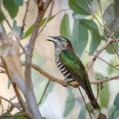 Chrysococcyx lucidus at Pialligo, ACT - 16 Aug 2024