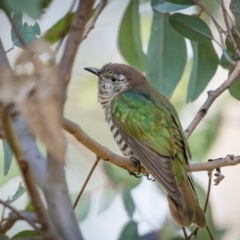 Chrysococcyx lucidus at Pialligo, ACT - 16 Aug 2024