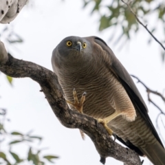 Tachyspiza fasciata (Brown Goshawk) at Pialligo, ACT - 16 Aug 2024 by trevsci