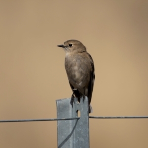 Petroica phoenicea at Pialligo, ACT - 16 Aug 2024