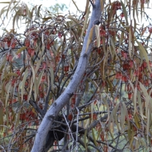 Amyema pendula subsp. pendula at Kambah, ACT - 17 Aug 2024