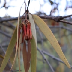 Amyema pendula subsp. pendula at Kambah, ACT - 17 Aug 2024