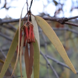 Amyema pendula subsp. pendula at Kambah, ACT - 17 Aug 2024