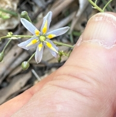 Dianella caerulea (Common Flax Lily) at Yuruga, QLD - 17 Aug 2024 by lbradley