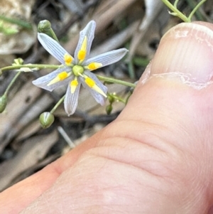 Dianella caerulea at Yuruga, QLD - 17 Aug 2024