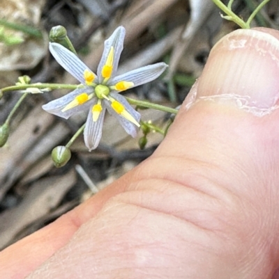 Dianella caerulea (Common Flax Lily) at Yuruga, QLD - 17 Aug 2024 by lbradley