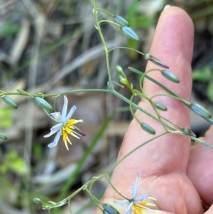 Dianella caerulea at Yuruga, QLD - 17 Aug 2024