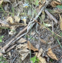 Dianella caerulea at Yuruga, QLD - 17 Aug 2024