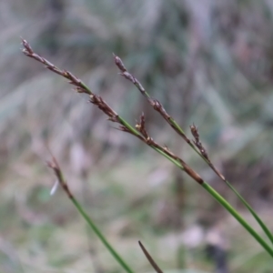 Lepidosperma laterale at Kambah, ACT - 17 Aug 2024