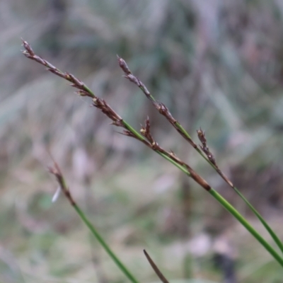 Lepidosperma laterale (Variable Sword Sedge) at Kambah, ACT - 17 Aug 2024 by Clarel