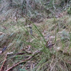 Lepidosperma laterale at Kambah, ACT - 17 Aug 2024 10:31 AM