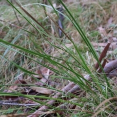 Lepidosperma laterale at Kambah, ACT - 17 Aug 2024