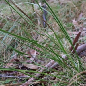 Lepidosperma laterale at Kambah, ACT - 17 Aug 2024 10:31 AM