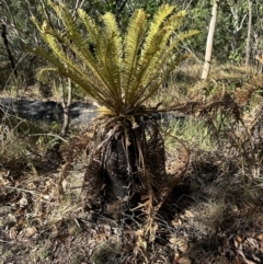 Cycas media (Australian Nut-Palm) at Yuruga, QLD - 17 Aug 2024 by lbradley