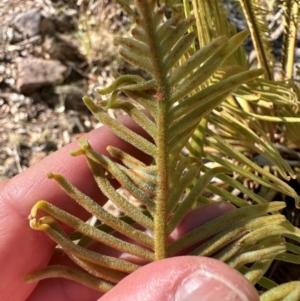 Cycas media at Yuruga, QLD - 17 Aug 2024