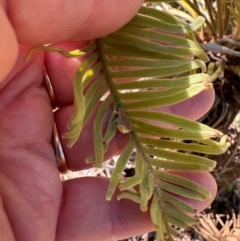 Cycas media at Yuruga, QLD - 17 Aug 2024