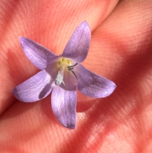 Wahlenbergia capillaris at Yuruga, QLD - 17 Aug 2024 02:36 PM