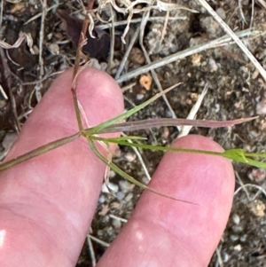 Wahlenbergia capillaris at Yuruga, QLD - 17 Aug 2024 02:36 PM