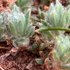 Maireana enchylaenoides at Fentons Creek, VIC - 15 Aug 2024 by KL