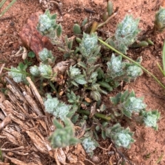 Maireana excavata at Fentons Creek, VIC - suppressed