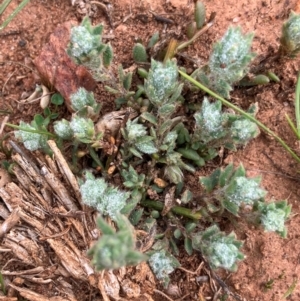 Maireana excavata at Fentons Creek, VIC - suppressed