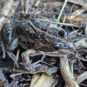 Limnodynastes tasmaniensis at Braidwood, NSW - 17 Aug 2024 04:41 PM