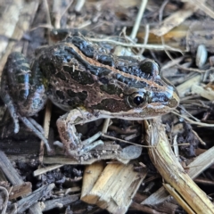 Limnodynastes tasmaniensis at Braidwood, NSW - 17 Aug 2024 04:41 PM