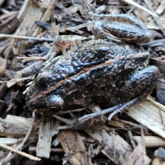 Limnodynastes tasmaniensis at Braidwood, NSW - 17 Aug 2024 04:41 PM