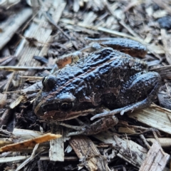 Limnodynastes tasmaniensis at Braidwood, NSW - 17 Aug 2024