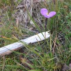 Patersonia sericea (silky purple-flag) at Tianjara, NSW - 10 Aug 2024 by Clarel