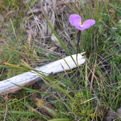 Patersonia sericea (Silky Purple-flag) at Tianjara, NSW - 10 Aug 2024 by Clarel