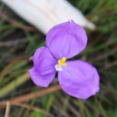 Patersonia sericea at Tianjara, NSW - 10 Aug 2024