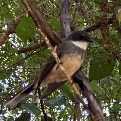 Rhipidura rufiventris (Northern Fantail) at Yuruga, QLD - 17 Aug 2024 by lbradley