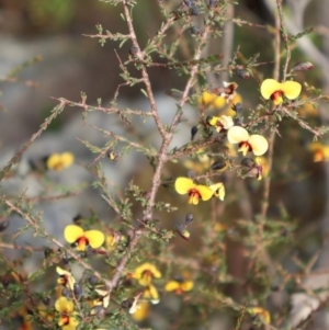 Dillwynia ramosissima at Twelve Mile Peg, NSW - 10 Aug 2024