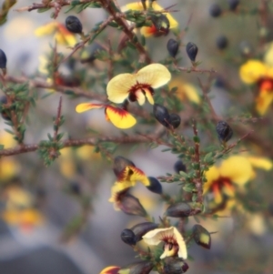 Dillwynia ramosissima at Twelve Mile Peg, NSW - 10 Aug 2024