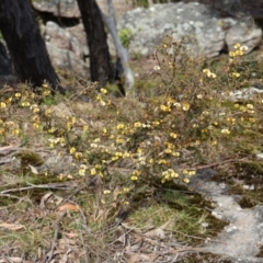 Dillwynia ramosissima at Twelve Mile Peg, NSW - 10 Aug 2024