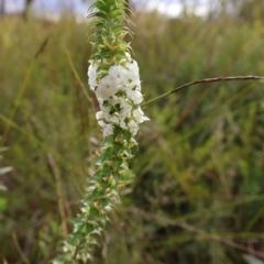 Woollsia pungens (Snow Wreath) at Twelve Mile Peg, NSW - 10 Aug 2024 by Clarel