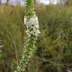 Woollsia pungens at Twelve Mile Peg, NSW - 10 Aug 2024