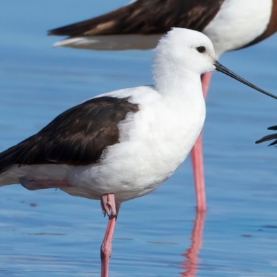 Cladorhynchus leucocephalus (Banded Stilt) at Rottnest Island, WA - 26 Apr 2024 by jb2602