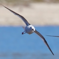 Cladorhynchus leucocephalus at Rottnest Island, WA - 26 Apr 2024 04:35 PM